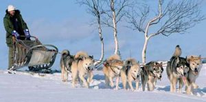 sleddog-lapponia